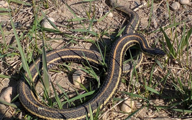 Plains Garter Snake reference