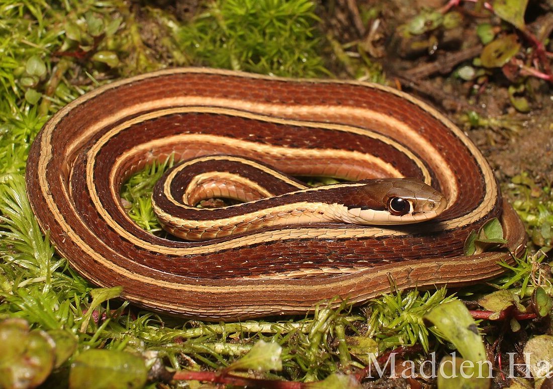 Eastern Ribbon Snake reference