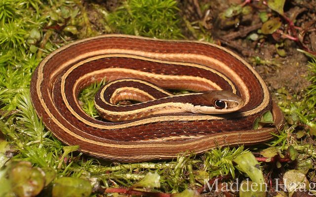Eastern Ribbon Snake reference