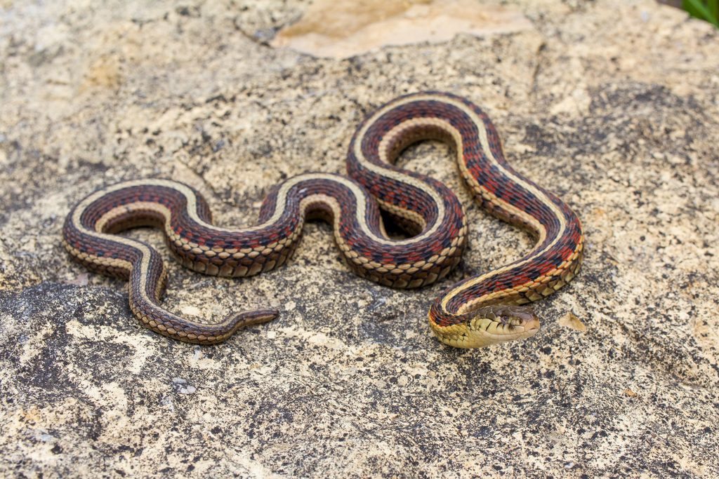 Thamnophis sirtalis parietalis reference