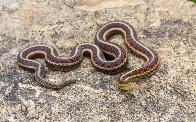 Red-Sided Garter Snake reference