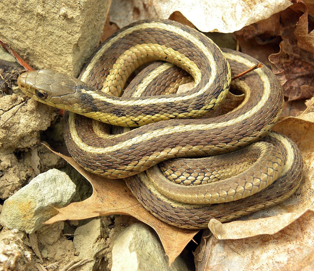 Common Garter Snake reference