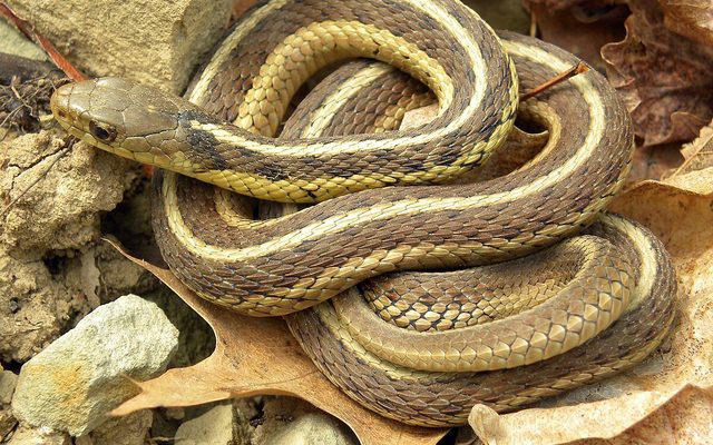 Common Garter Snake reference