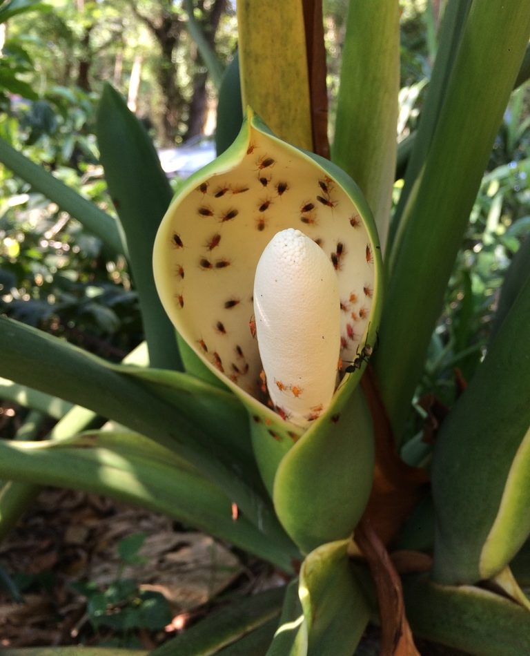 Tree Philodendron reference