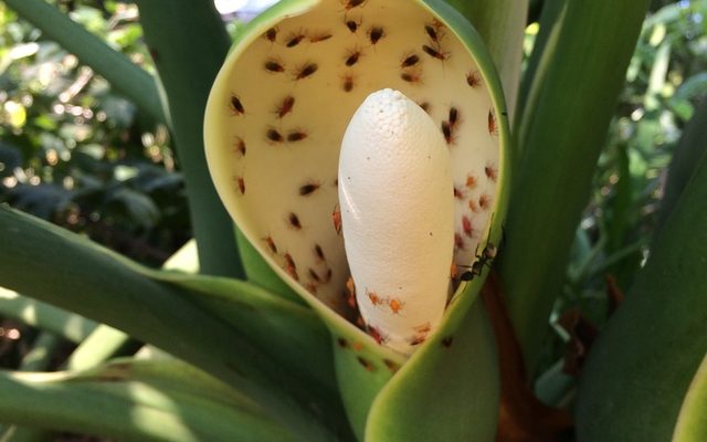 Tree Philodendron reference