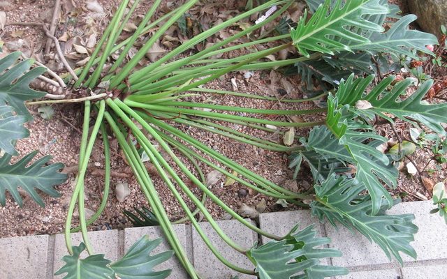 Xanadu Philodendron reference
