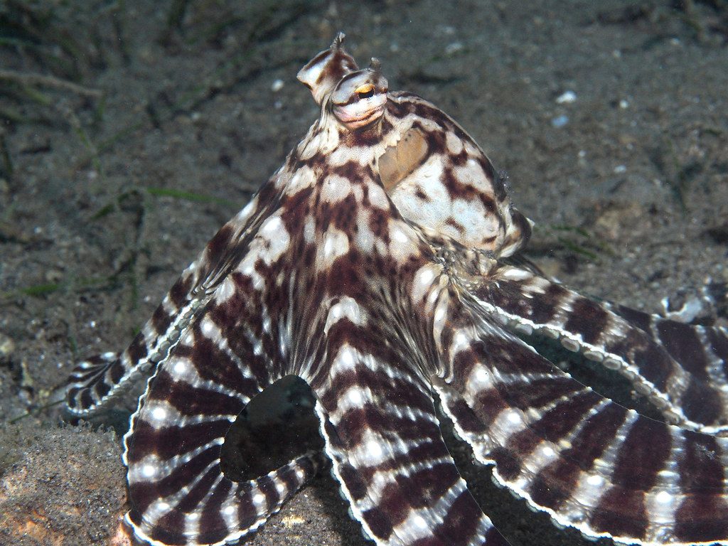 Mimic Octopus reference