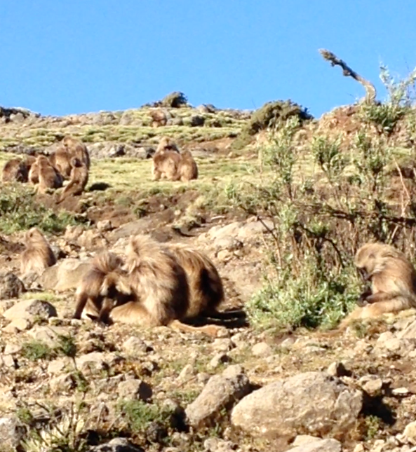 Gelada reference
