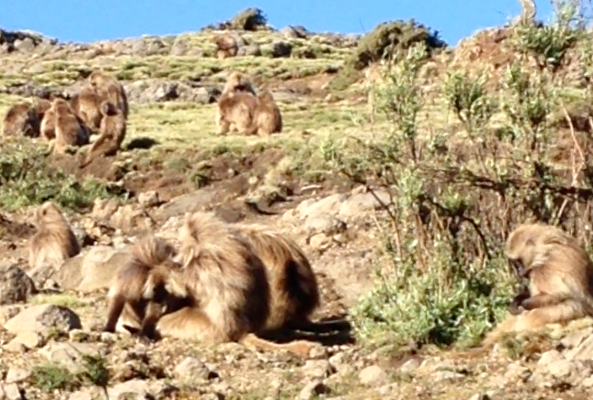 Gelada reference