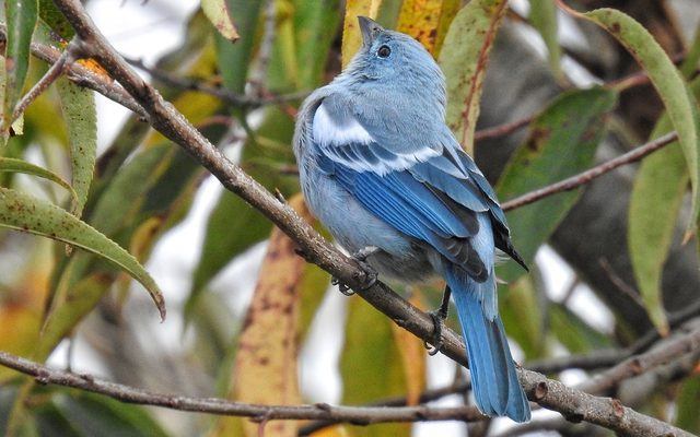 Blue-gray Tanager reference