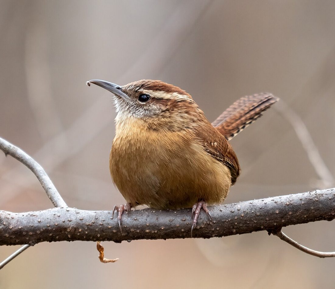 Carolina Wren reference