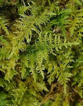 Common Tamarisk Moss reference