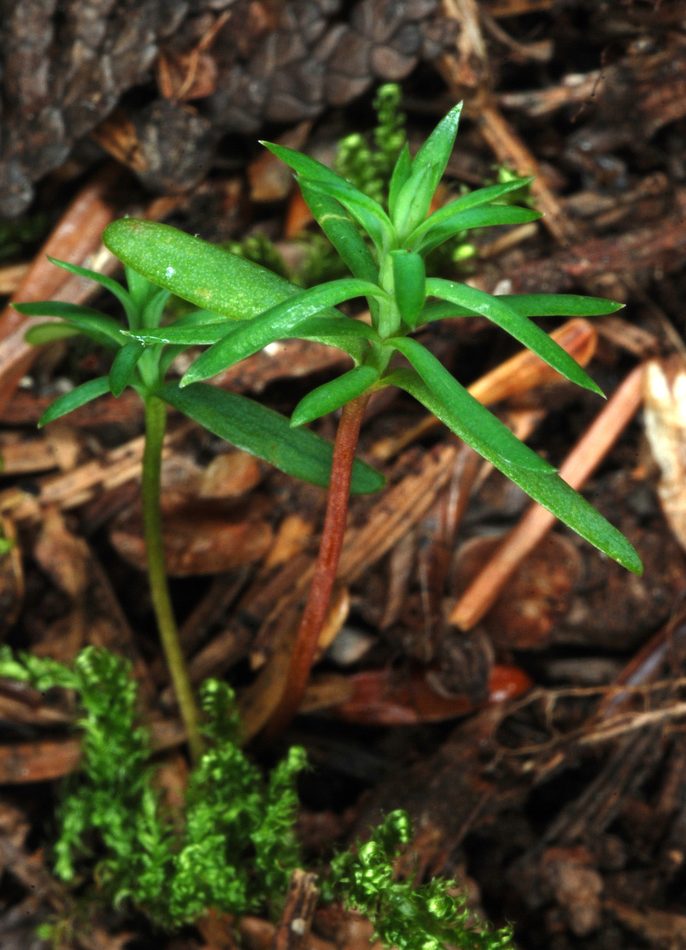 Eastern White Cedar reference