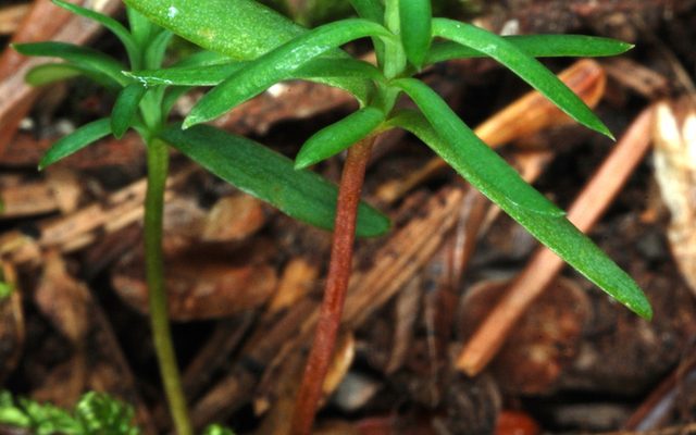 Eastern Arborvitae reference