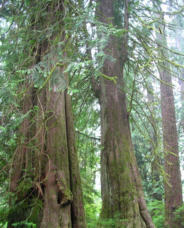 western redcedar reference