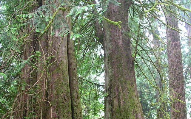 Western Redcedar reference