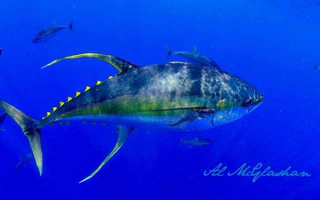 Yellowfin Tuna reference