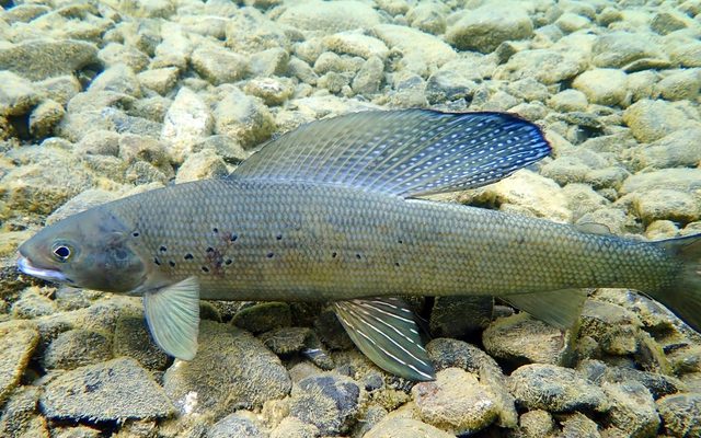 Arctic Grayling reference