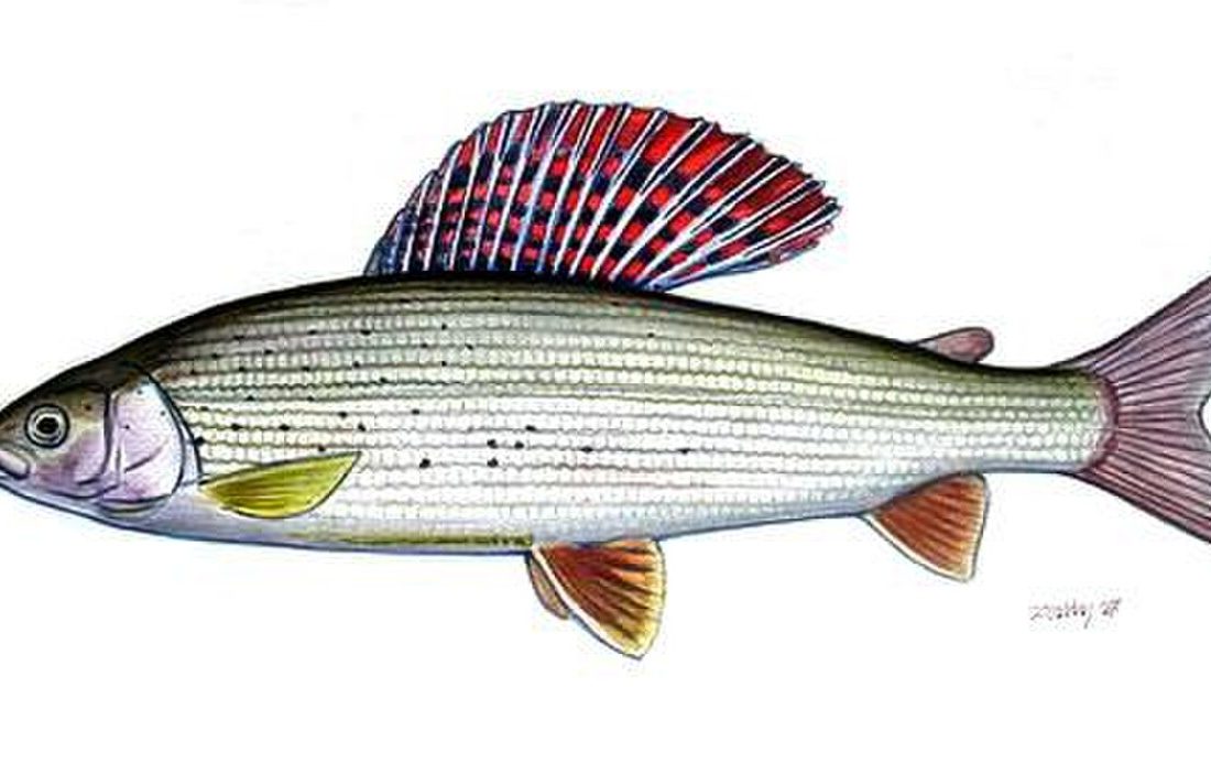 European Grayling reference