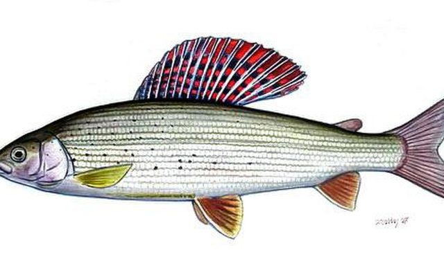 European Grayling reference