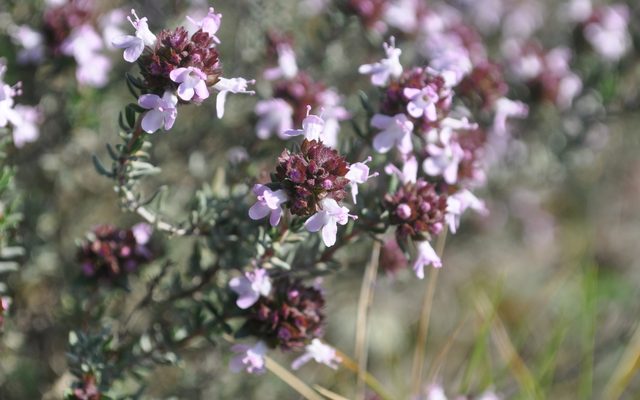 Common Thyme reference