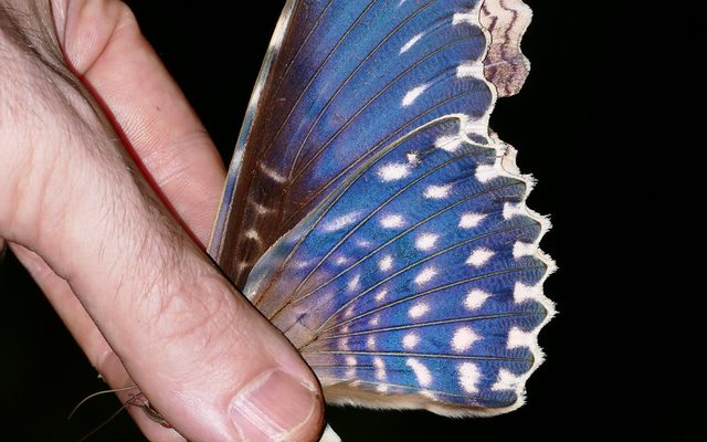White Witch Moth reference
