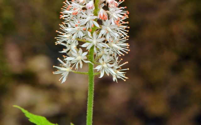 Foamflower reference