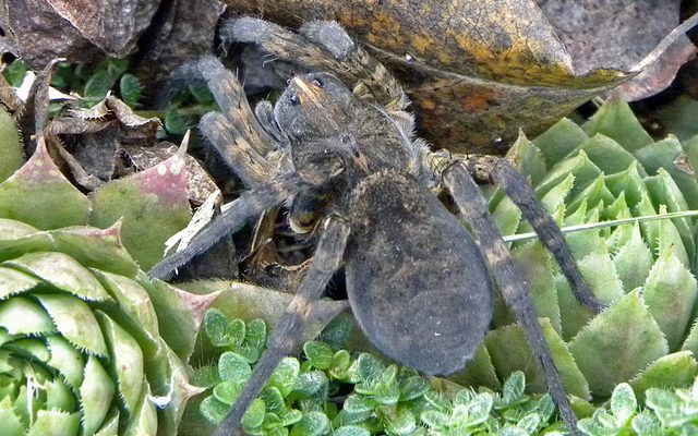 Tiger Wolf Spider reference