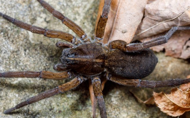 Wetland Wolf Spider reference