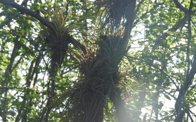 Cardinal Airplant reference