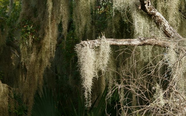 Spanish Moss reference