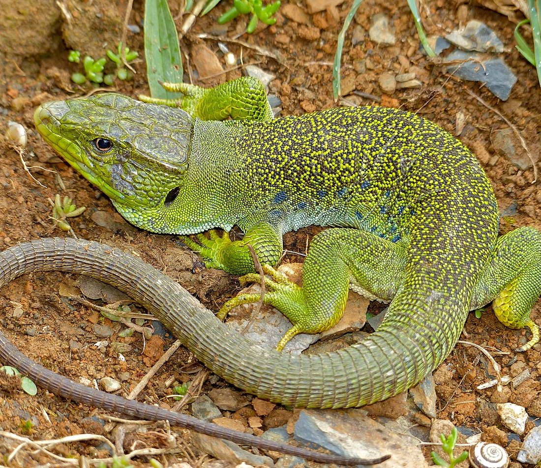 Ocellated Lizard reference