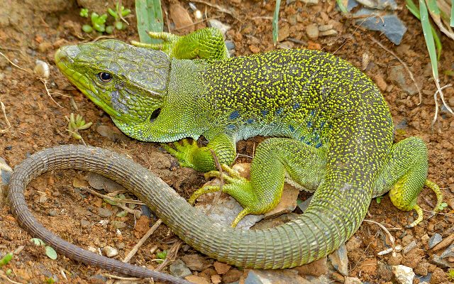 Ocellated Lizard reference