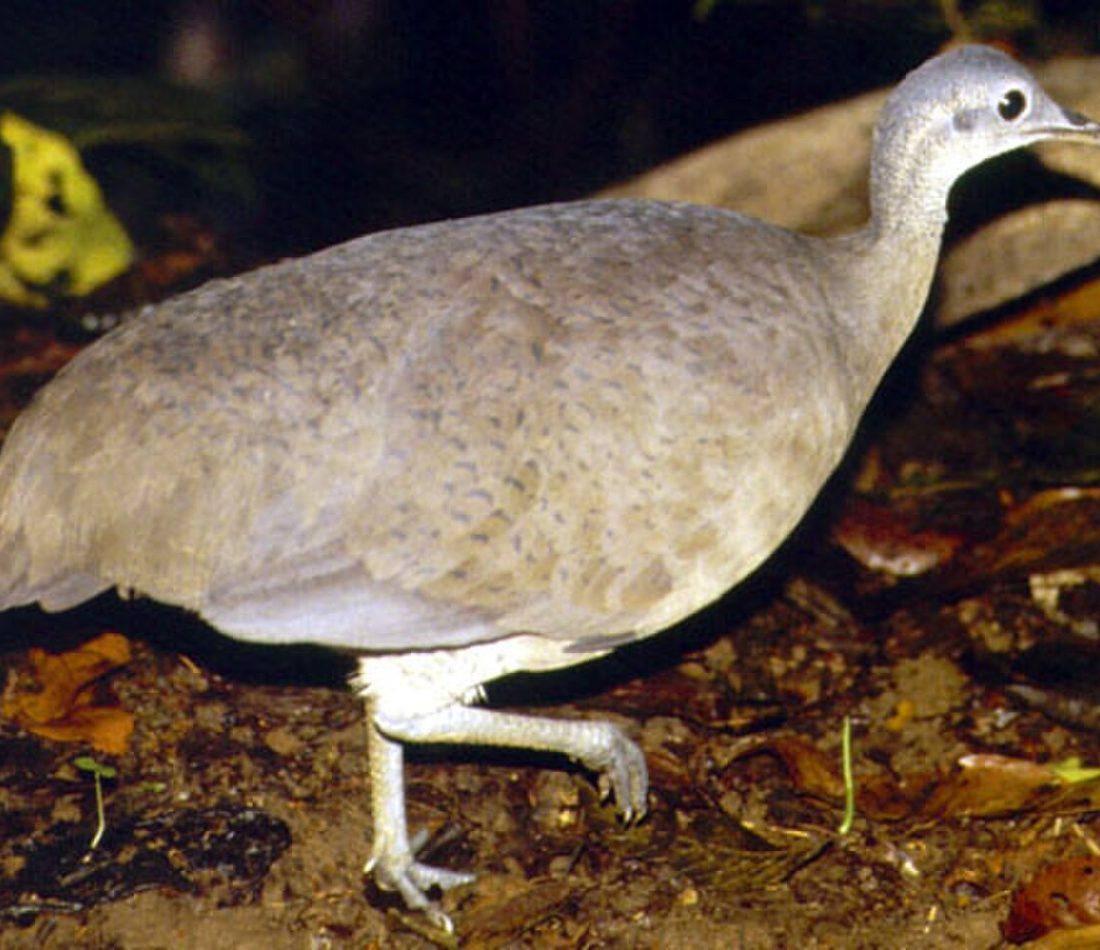 Great Tinamou reference