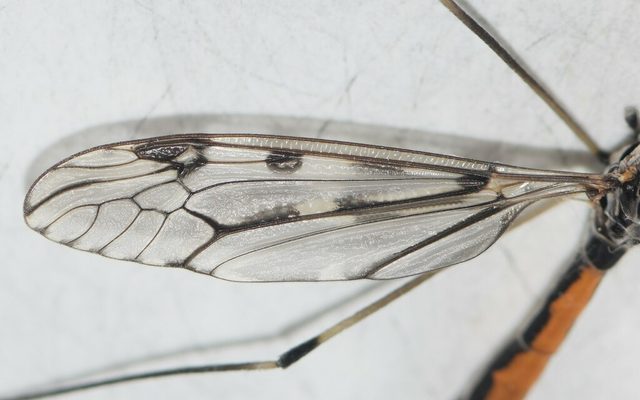 Giant Crane Fly reference