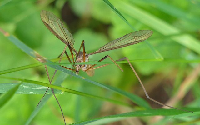 Common Crane Fly reference