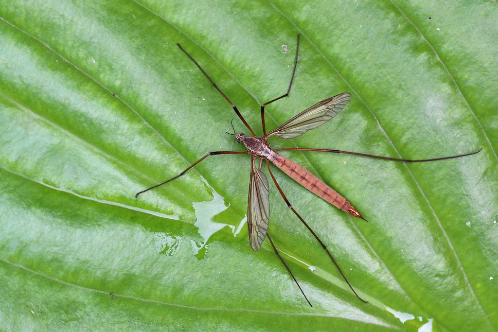 European Crane Fly reference