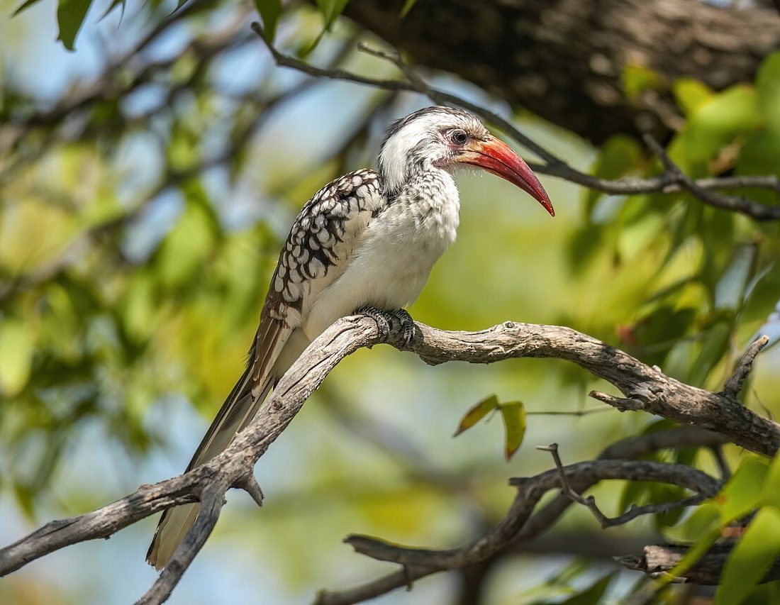 Tockus erythrorhynchus reference