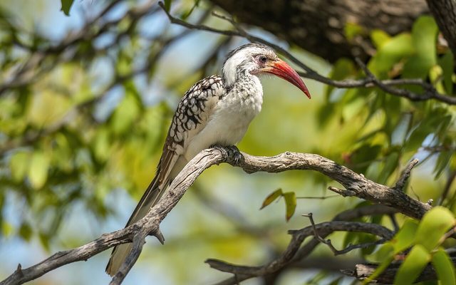 Red-billed Hornbill reference