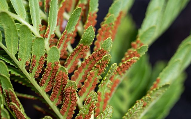 King Fern reference