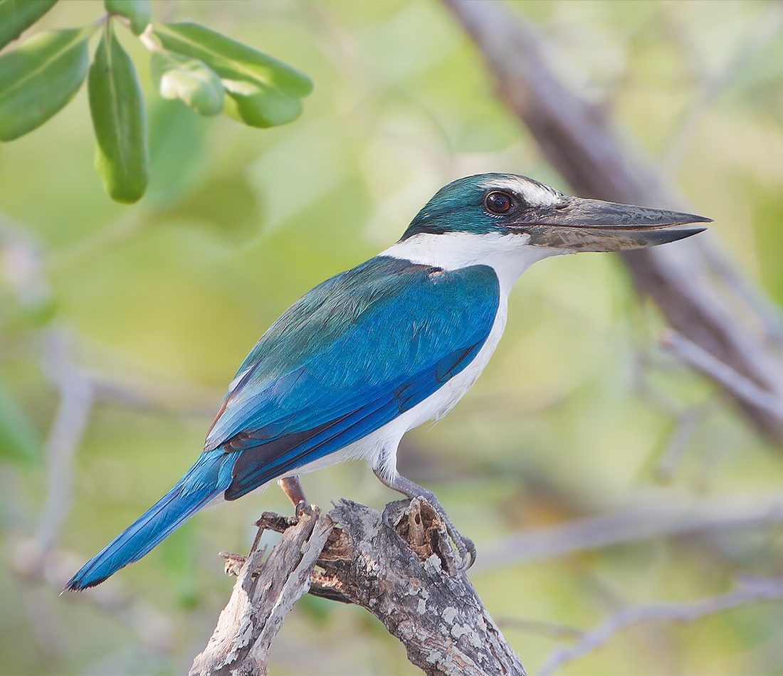 Collared Kingfisher reference