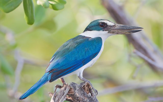 Collared Kingfisher reference