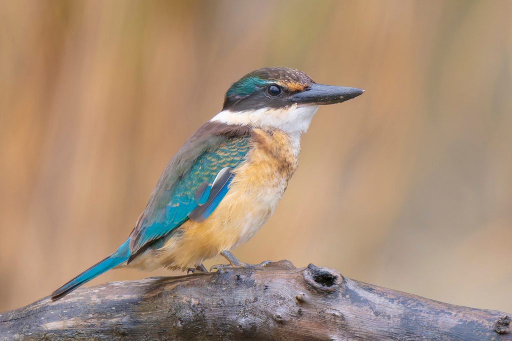 Sacred Kingfisher reference
