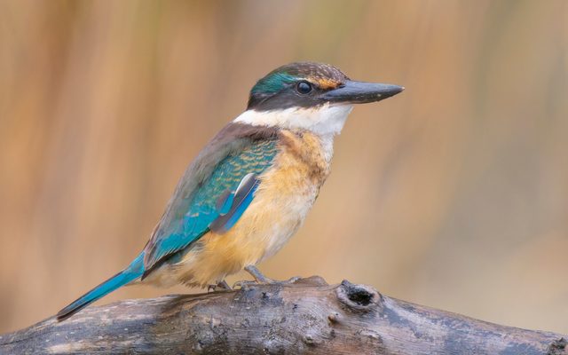 Sacred Kingfisher reference