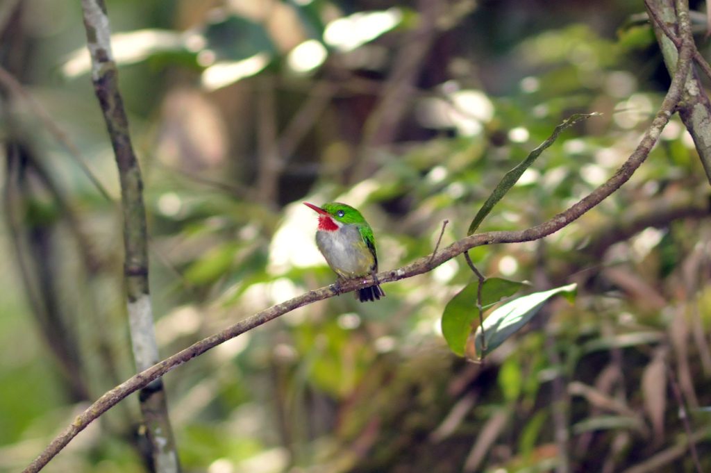 Puerto Rican Tody reference