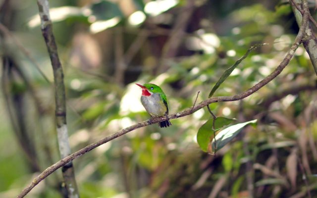 Puerto Rican Tody reference