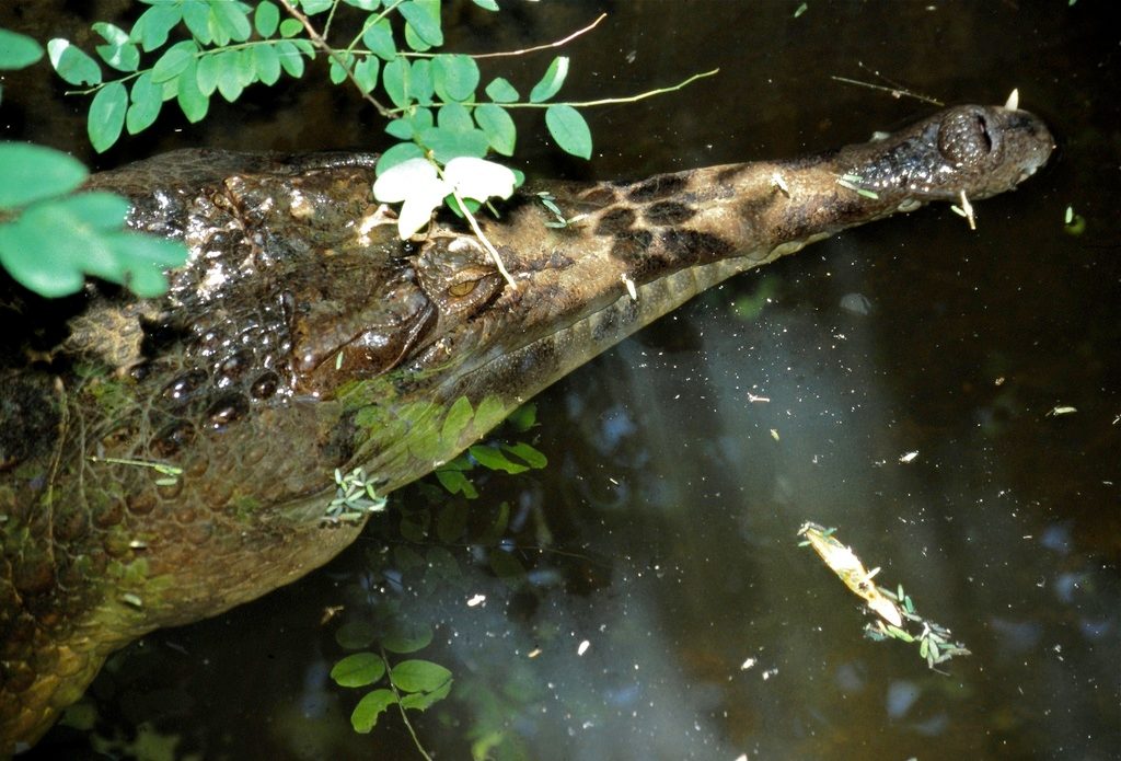 Malayan False Gharial reference