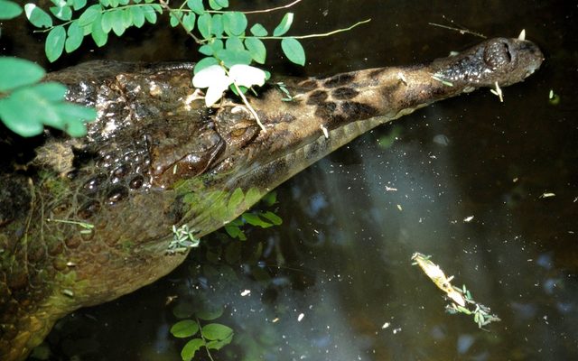False Gharial reference