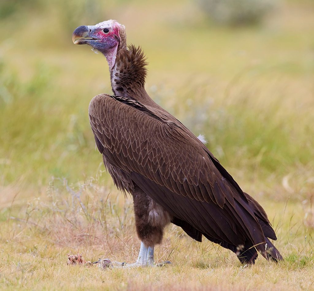 Lappet-faced Vulture reference