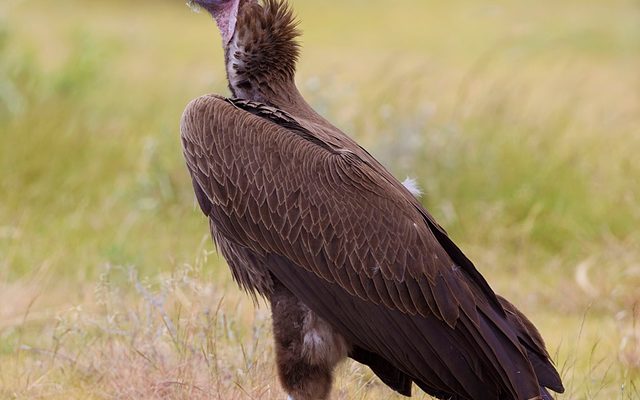 Lappet-faced Vulture reference
